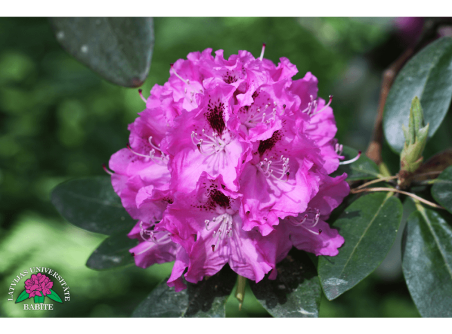 Rhododendron   'Babītes Aiga'